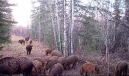 野猪最新爆料,娱乐圈最新爆料大起底